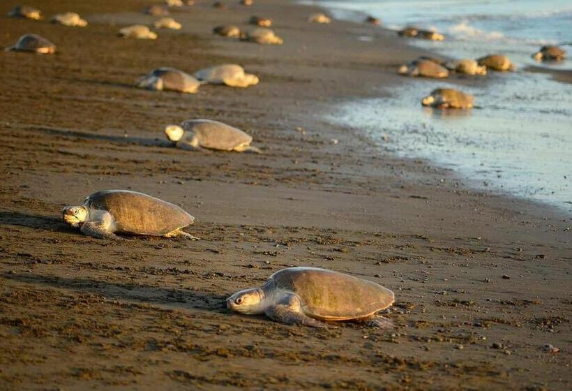 ホテル House Of Nomad   Adults Only