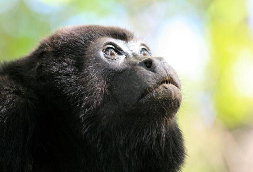 ホテル House Of Nomad   Adults Only