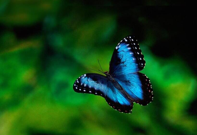 فندق Chirripo Art