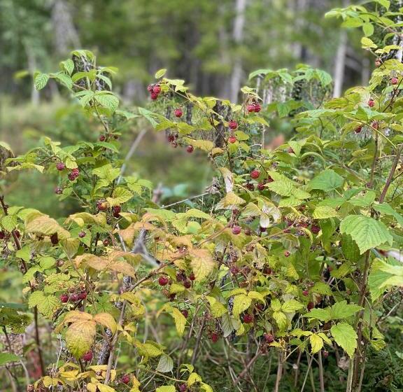 فندق Fjellstad Gård   2 Minutes From E6 And 5 Minutes Drive From Steinkjer City