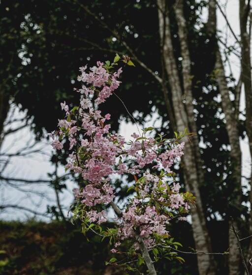 Отель 一汁一菜の宿　ちゃぶダイニング Ichiju Issai No Yado Chabu Dining Unforgettable Farmstay Experience In Deep Kyoto