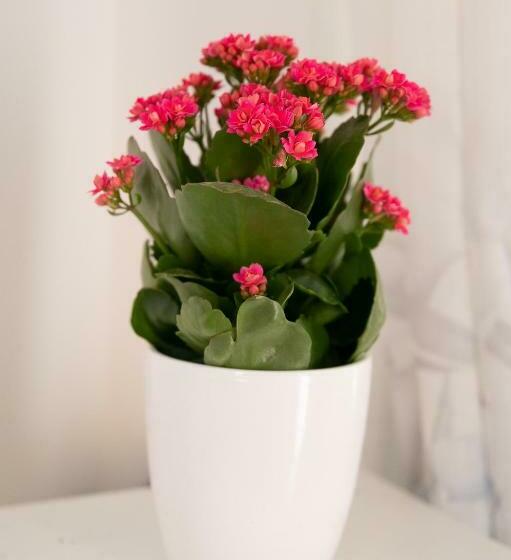 Пансион La Magnolia Rooms