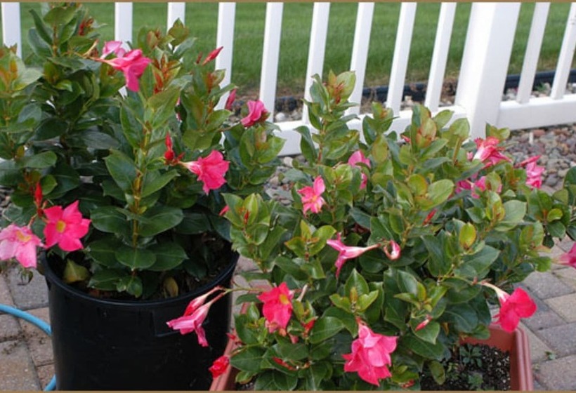 Annville Inn Bed And Breakfast