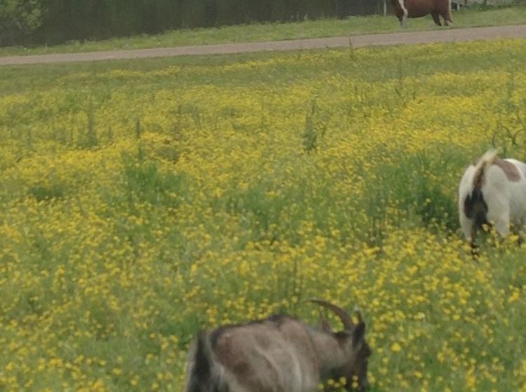 مبيت وإفطار Meadow View Farm