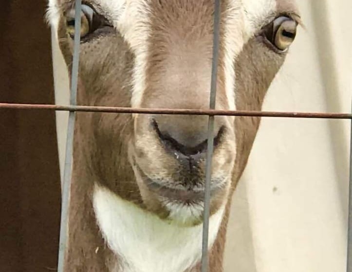 ベッドアンドブレックファースト Rainbow Ridge Farms