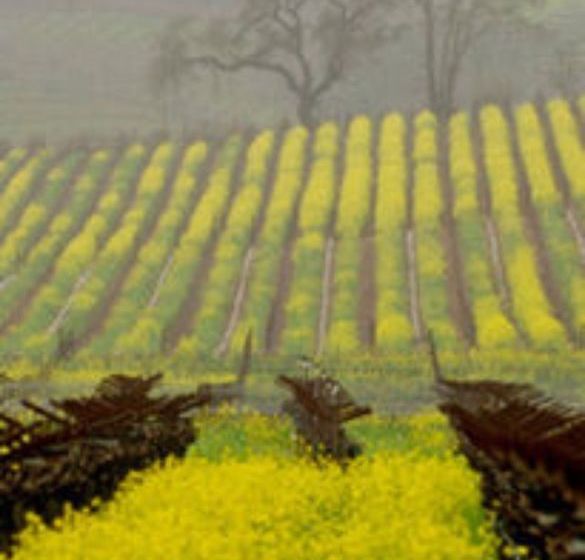 צימר The Pink Mansion