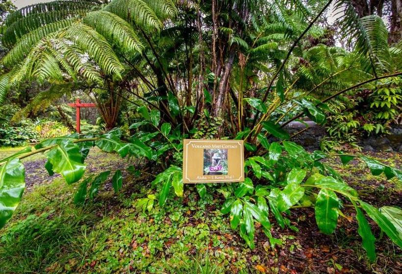 住宿加早餐 Volcano Mist Cottage