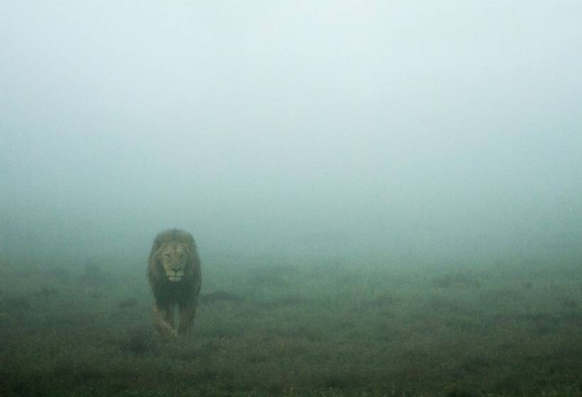 فندق Hillsnek Safari Camp   Amakhala Game Reserve