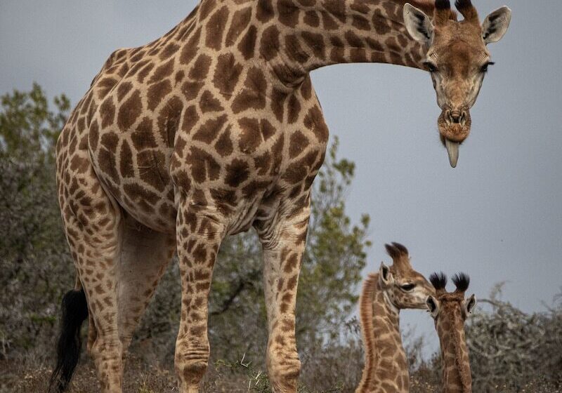 فندق Hillsnek Safari Camp   Amakhala Game Reserve