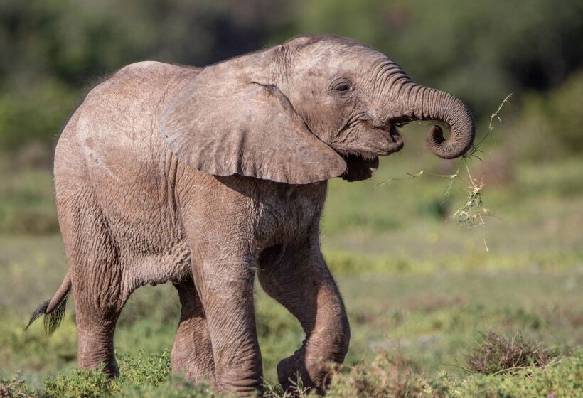 فندق Hillsnek Safari Camp   Amakhala Game Reserve