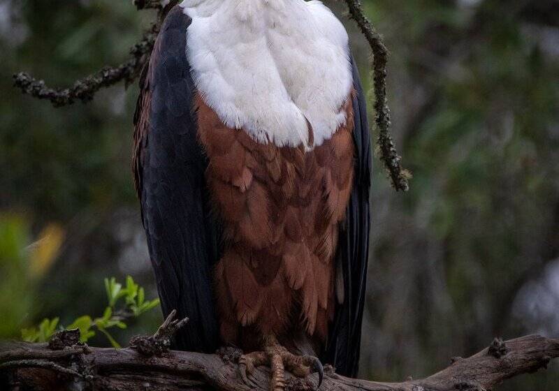 فندق Hillsnek Safari Camp   Amakhala Game Reserve