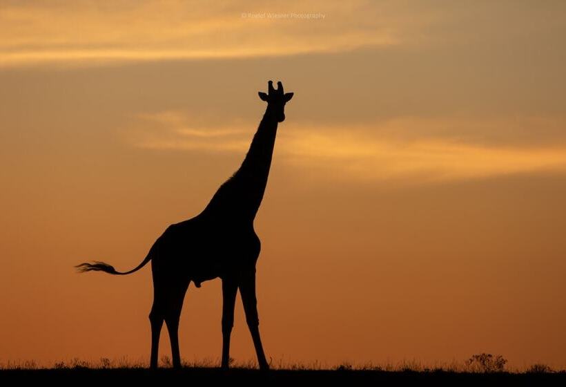 فندق Hillsnek Safari Camp   Amakhala Game Reserve