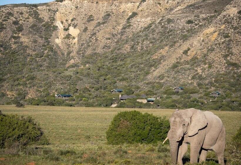 ホテル Hillsnek Safari Camp   Amakhala Game Reserve