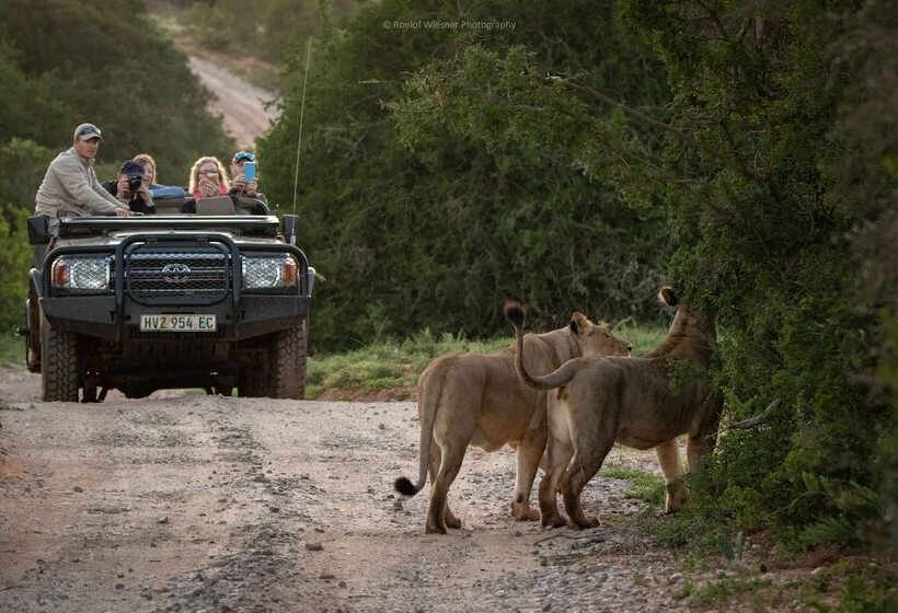 فندق Hillsnek Safari Camp   Amakhala Game Reserve