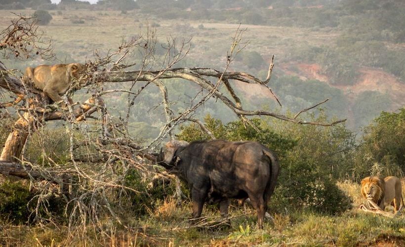 فندق Hillsnek Safari Camp   Amakhala Game Reserve