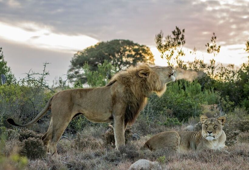 فندق Hillsnek Safari Camp   Amakhala Game Reserve
