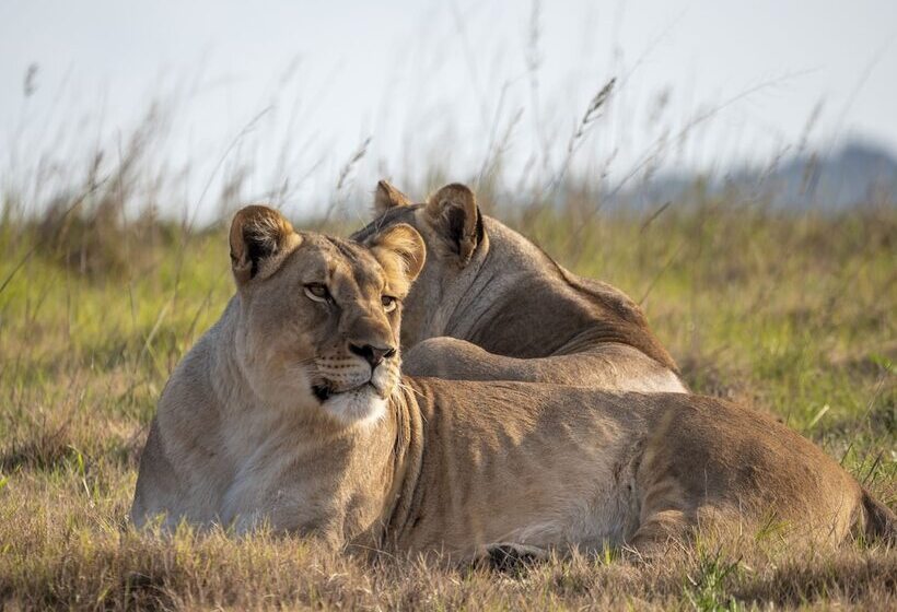 ホテル Hillsnek Safari Camp   Amakhala Game Reserve