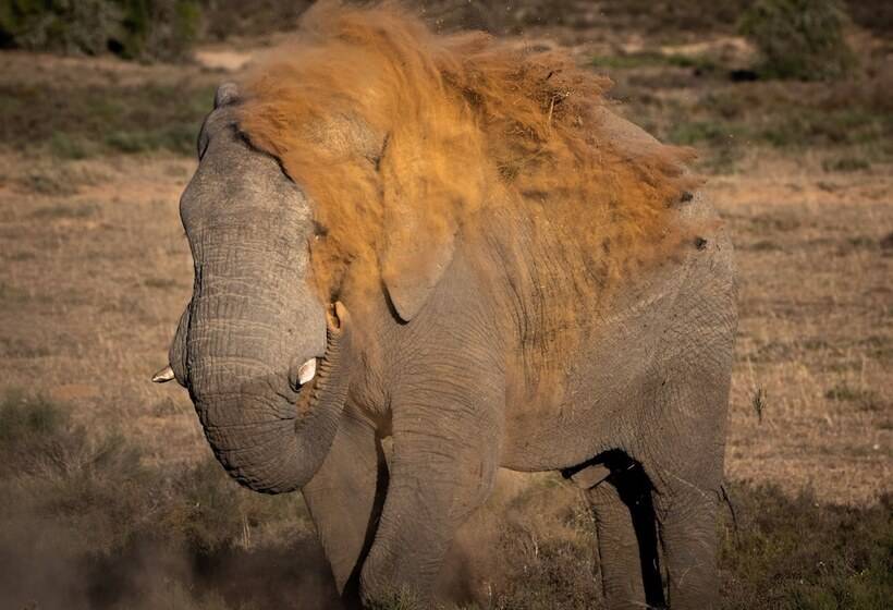 فندق Hillsnek Safari Camp   Amakhala Game Reserve