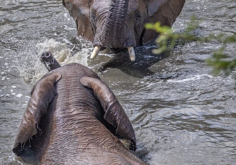 فندق Hillsnek Safari Camp   Amakhala Game Reserve