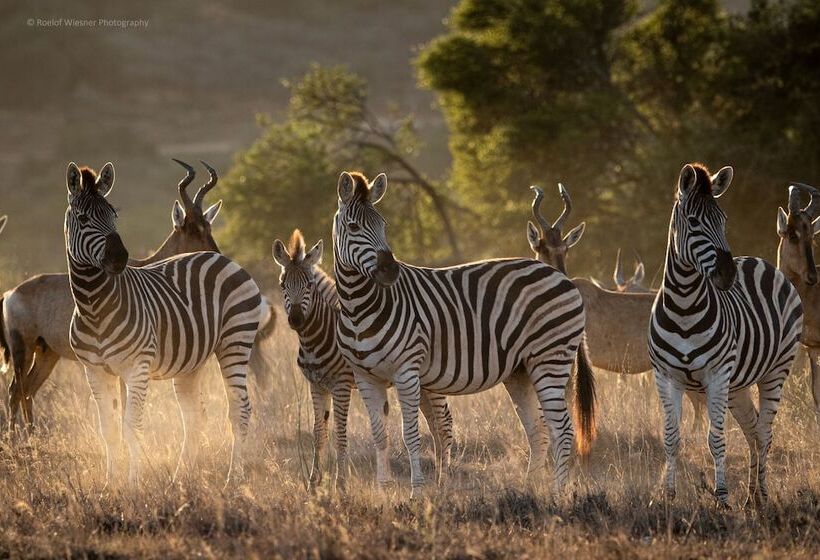 فندق Hillsnek Safari Camp   Amakhala Game Reserve