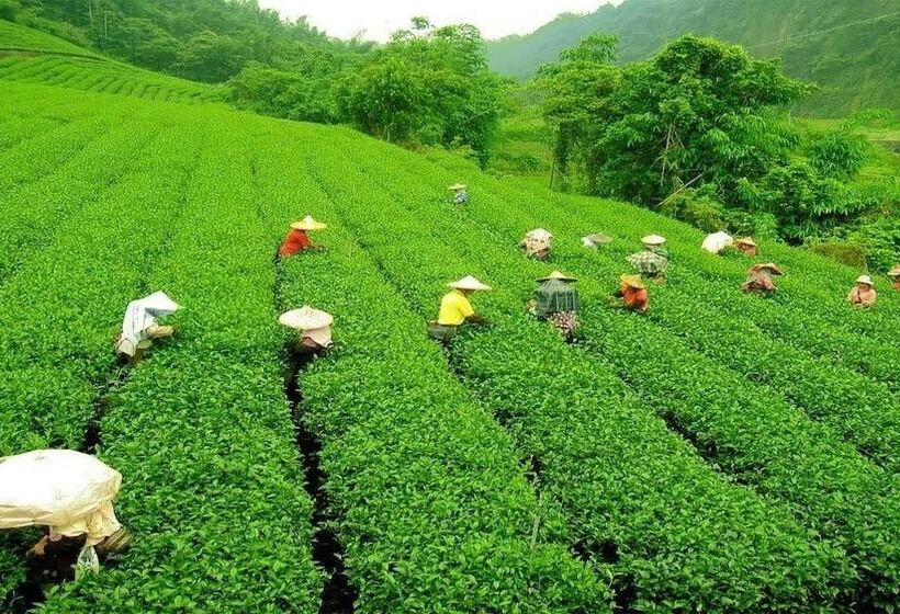 هتل The Cindrella