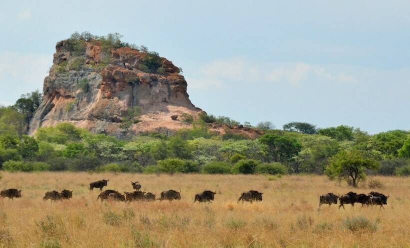 ホテル Zwahili Game Lodge & Spa