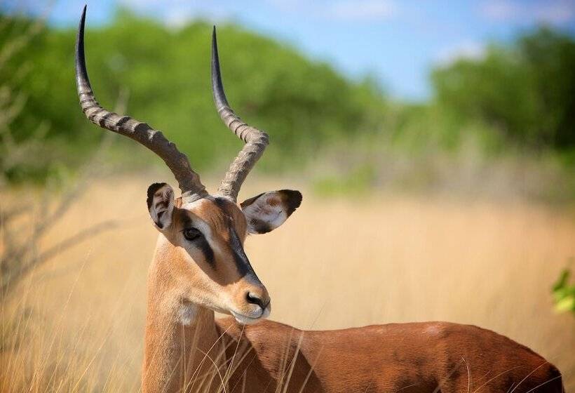 ホテル Zwahili Game Lodge & Spa