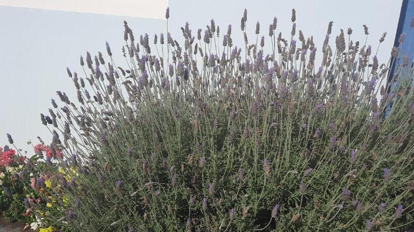 旅馆 Pousada Blue Garden