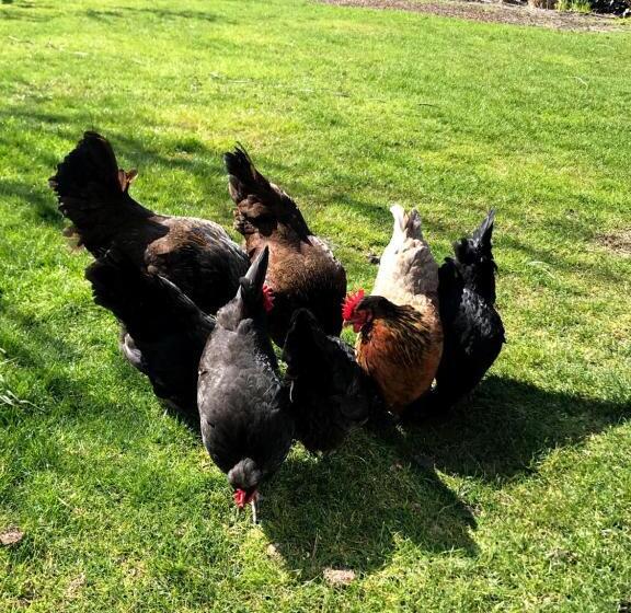 Bed and Breakfast Blossombed