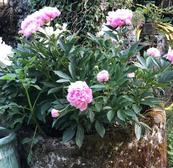 Bed and Breakfast Mas D’aubrac