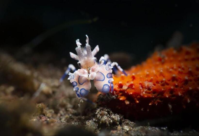 Palm Springs Bali Dive Resort