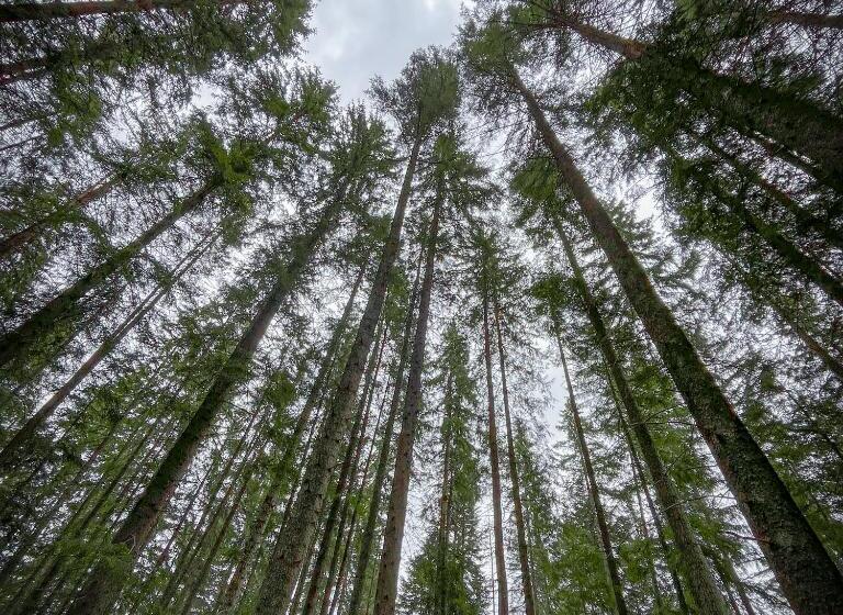 펜션 Chalet Deluț