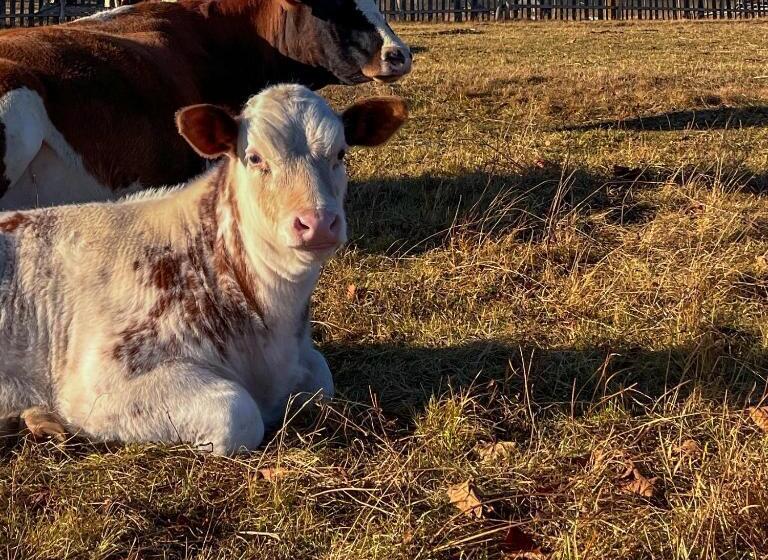 펜션 Chalet Deluț