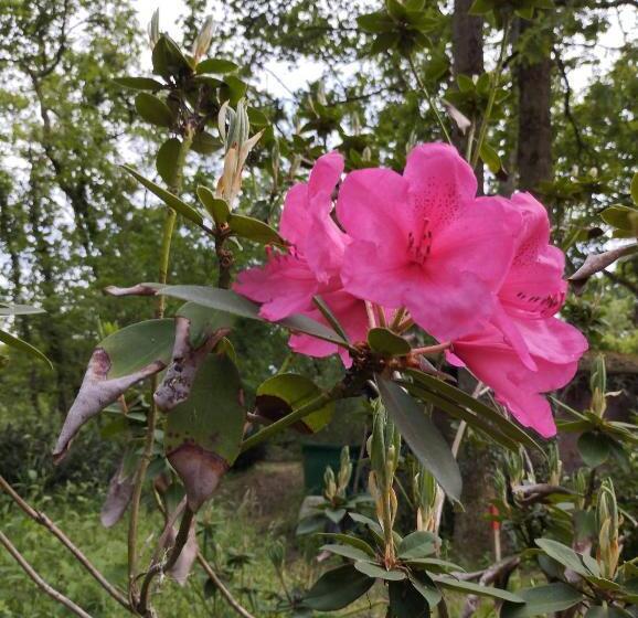 Пансион Chambres D Hôtes La Tour De Bellevue