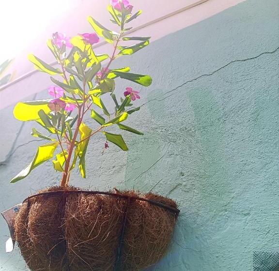 ペンション Room In House   Posada Nativa Green Sea San Luis