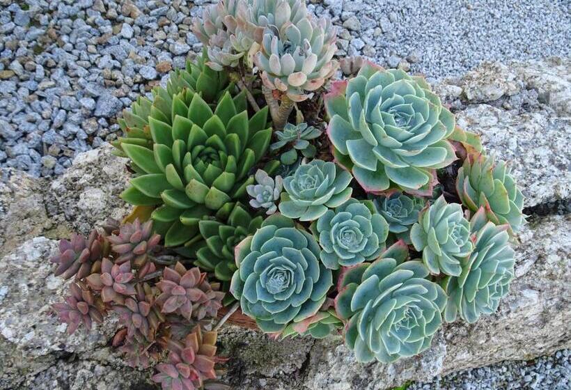 مبيت وإفطار A Casa Com 2 Pereiras