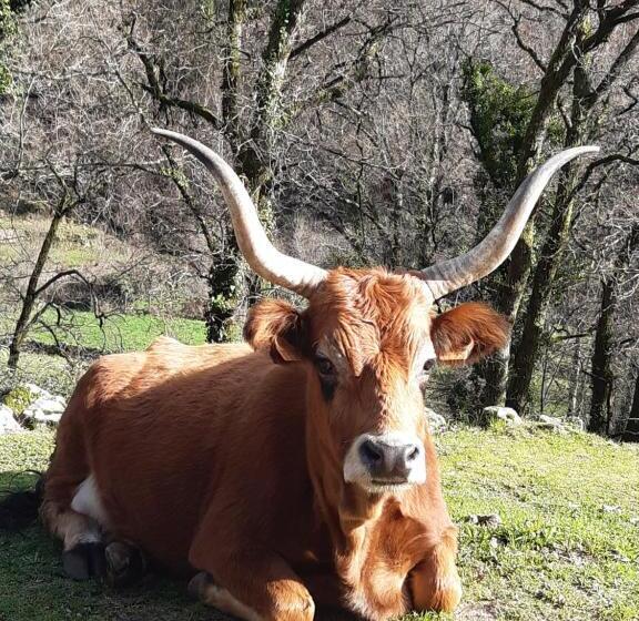 مبيت وإفطار A Casa Com 2 Pereiras