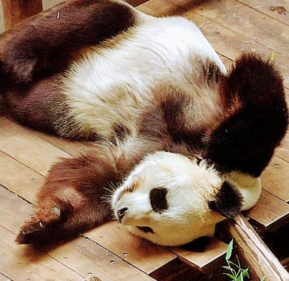 مبيت وإفطار Chambres Entre Romorantin Chambord Zoo De Beauval