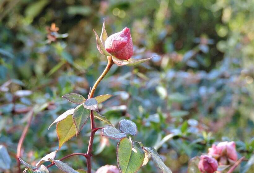 مبيت وإفطار Chambres Entre Romorantin Chambord Zoo De Beauval