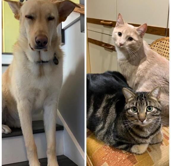 مبيت وإفطار 好丘。hacho House