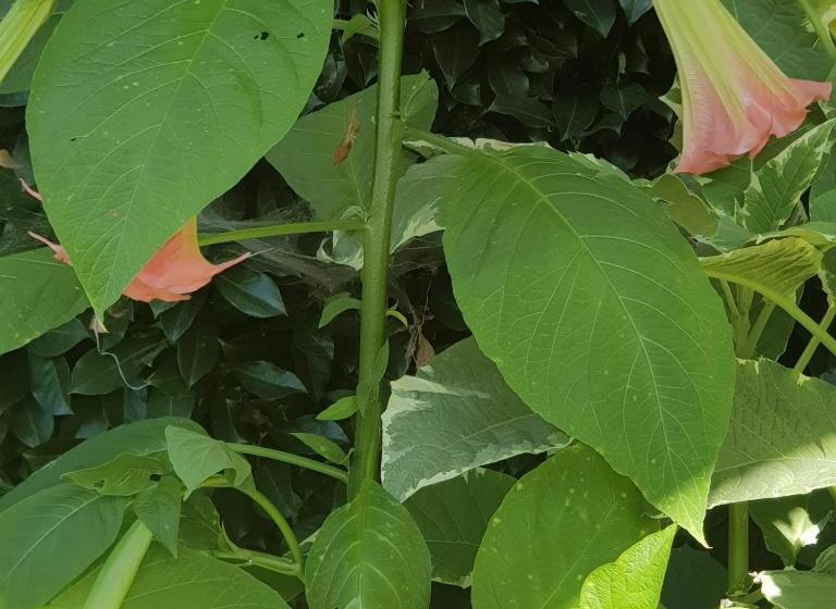 مبيت وإفطار La Mouche Villa Chambre Familiale Piscine