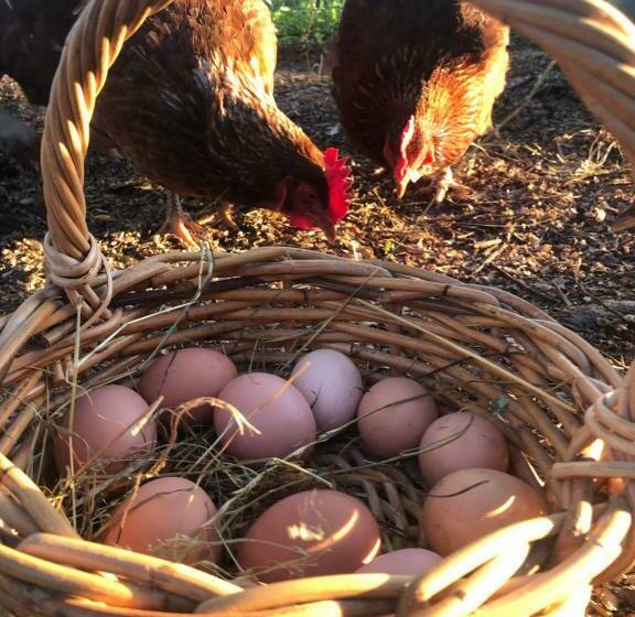 צימר Westholm Lodge