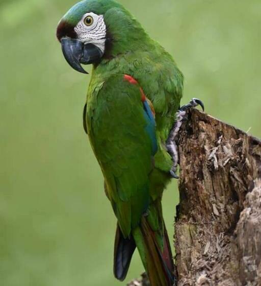 Hostal La Calera Amazónica