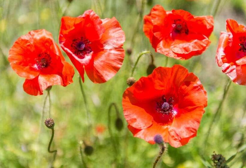 בית מלון כפרי St Michael Alpin Retreat