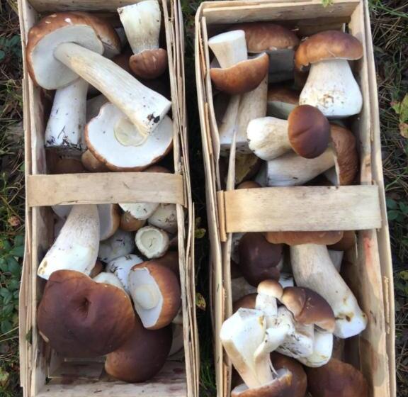 פנסיון Leśniczówka Szeroki Bór