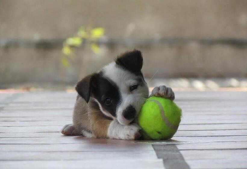 بنسيون Vila Nina