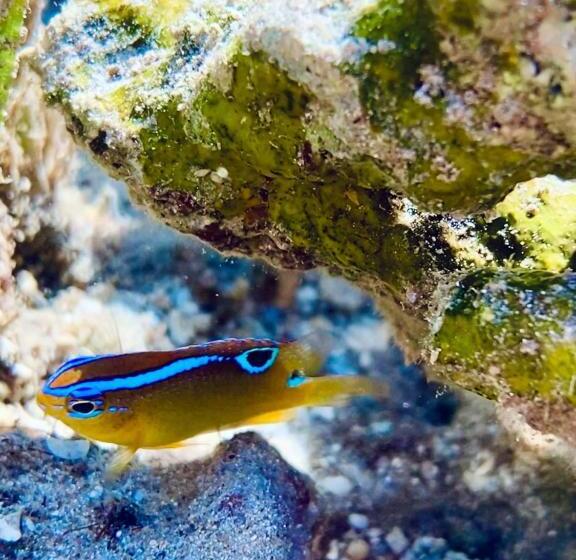 استراحتگاه Miley Lodging Restobar