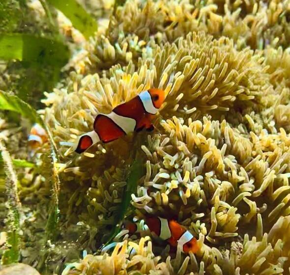 استراحتگاه Miley Lodging Restobar