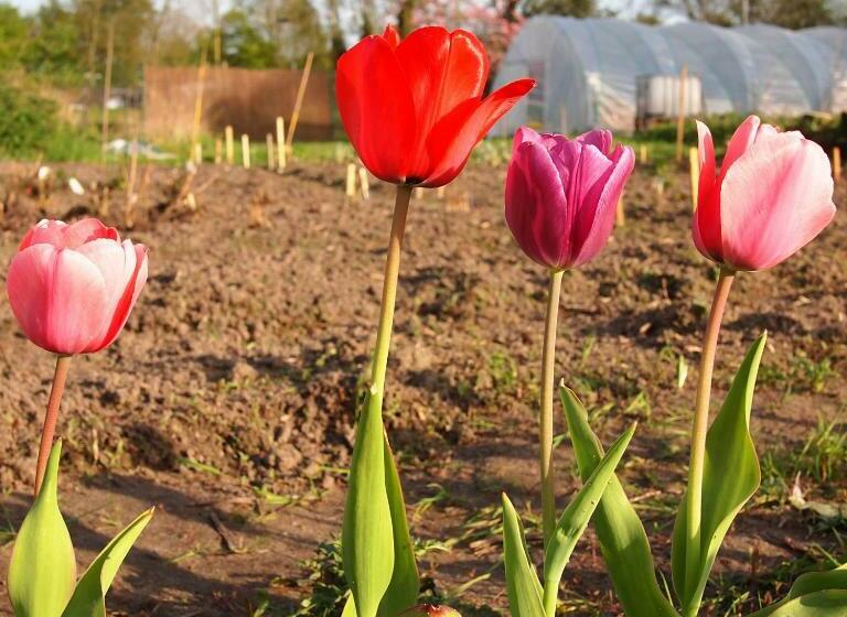 Amsterdam Farm Lodge