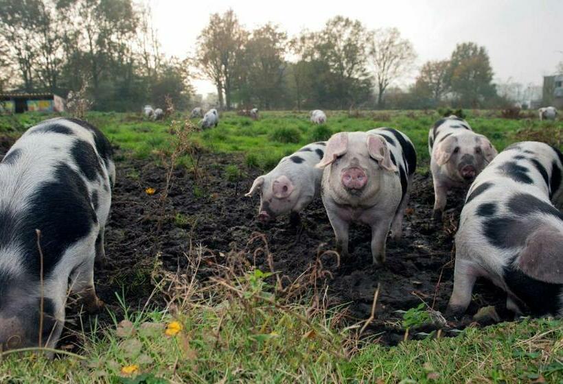 Amsterdam Farm Lodge